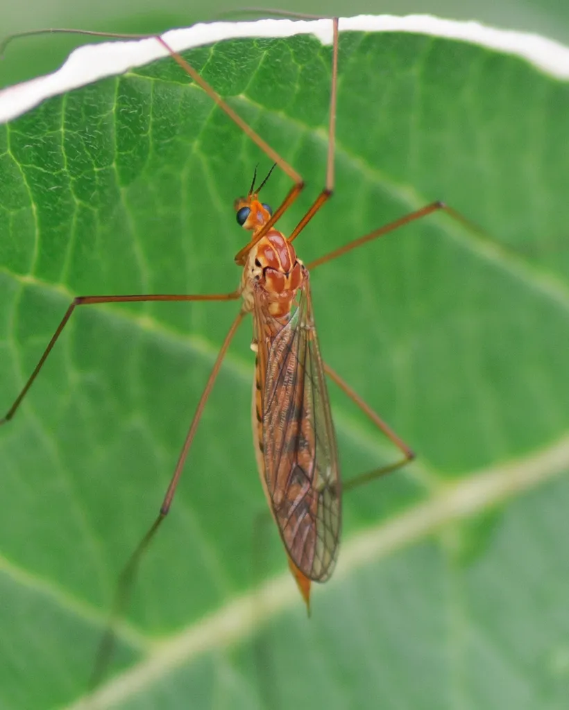 Nephrotoma ferruginea - photo 3