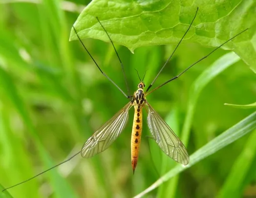 Nephrotoma flavescens