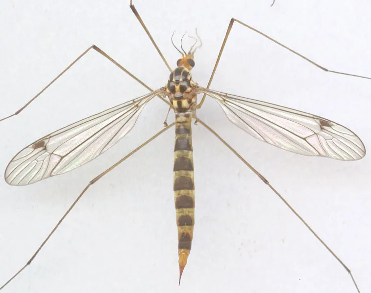Nephrotoma flavipalpis - photo 2