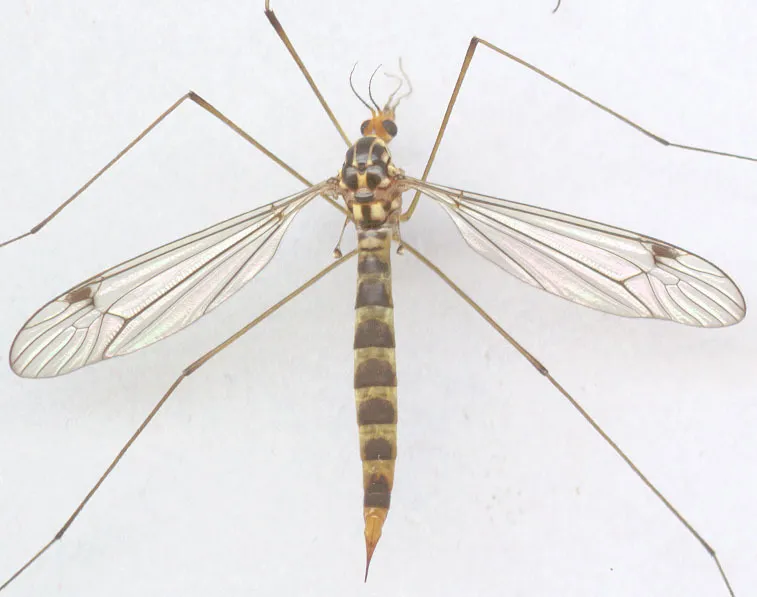 Nephrotoma flavipalpis - photo 3