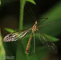 Nephrotoma gracilicornis
