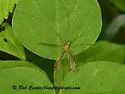 Nephrotoma gracilicornis - photo 2