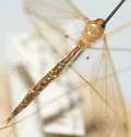 Nephrotoma gracilicornis - photo 3