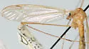 Nephrotoma gracilicornis - photo 4