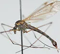 Nephrotoma lundbecki