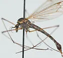 Nephrotoma lundbecki - photo 2