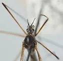 Nephrotoma lundbecki - photo 5