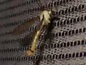 Nephrotoma macrocera