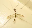 Nephrotoma macrocera - photo 4