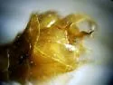 Nephrotoma okefenoke - photo 4