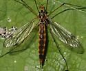 Nephrotoma pedunculata - photo 3