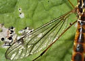 Nephrotoma pedunculata - photo 4