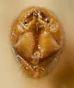 Nephrotoma punctum - photo 4