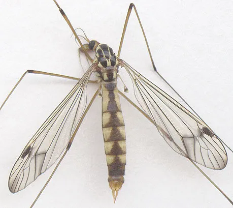 four-spotted cranefly - photo 3