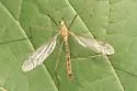 Nephrotoma sodalis