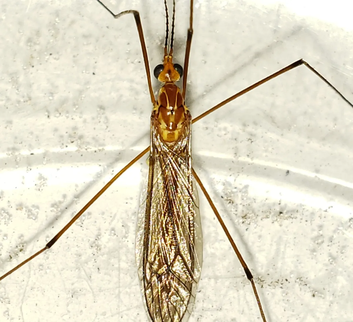 Nephrotoma suturalis