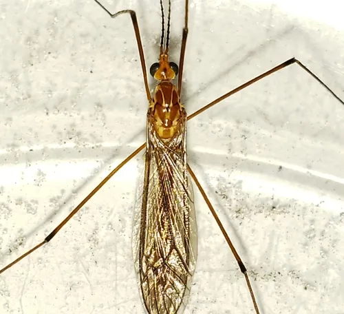 Nephrotoma suturalis - photo 2