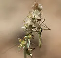 Nephrotoma virescens - photo 4