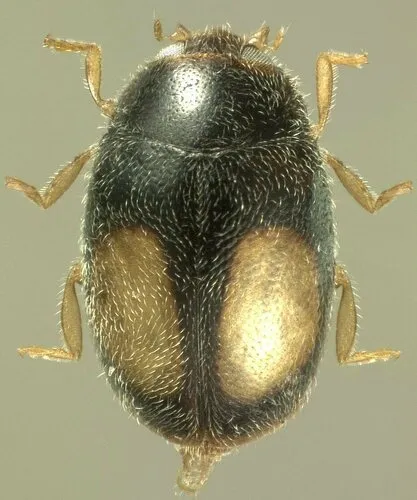 Nephus alyssae