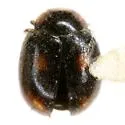 Nephus atramentarius