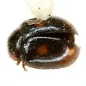 Nephus atramentarius - photo 2
