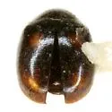 Nephus atramentarius - photo 3