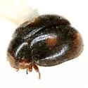 Nephus atramentarius - photo 4