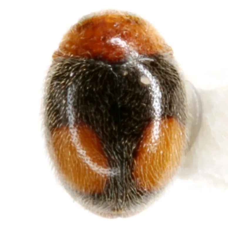 Nephus bivulnerus - photo 2