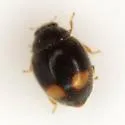 Nephus flavifrons