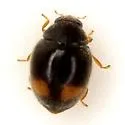 Nephus flavifrons - photo 2