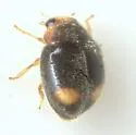Nephus flavifrons - photo 3