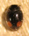 Nephus flavifrons - photo 4