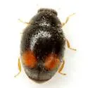 Nephus flavifrons - photo 5