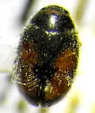 George's Lady Beetle