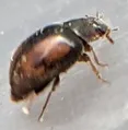 Nephus guttulatus