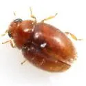 Nephus intrusus