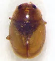 Nephus intrusus - photo 2