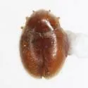 Nephus intrusus - photo 3