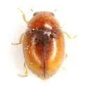 Nephus intrusus - photo 4