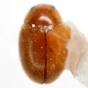 Nephus intrusus - photo 5