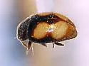 Ornate Lady Beetle - photo 3