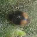 Nephus quadrarius