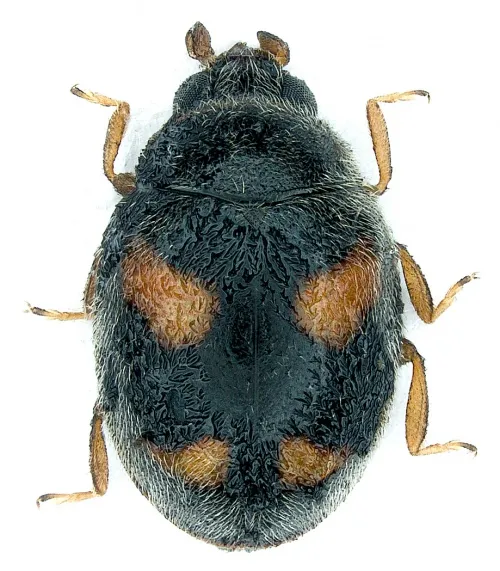 Nephus quadrimaculatus