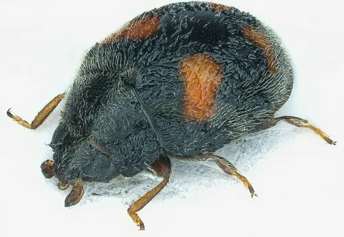 Nephus quadrimaculatus - photo 2