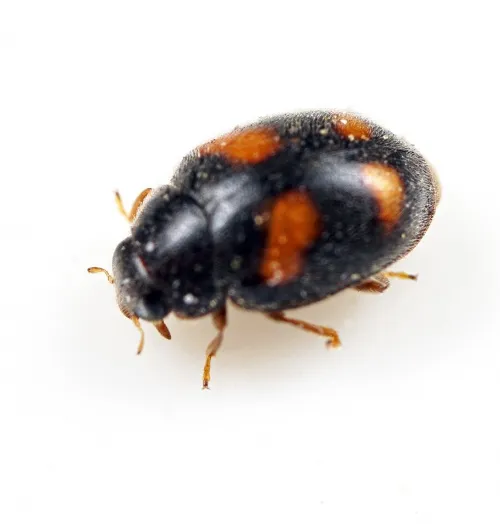 Nephus quadrimaculatus - photo 3