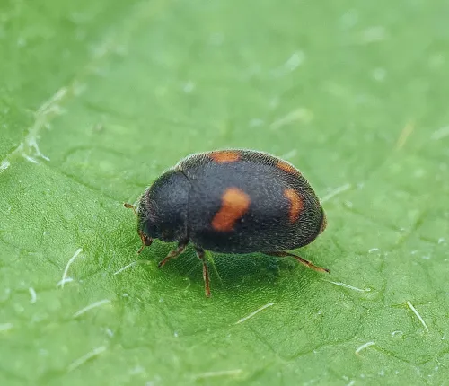 Nephus quadrimaculatus - photo 4
