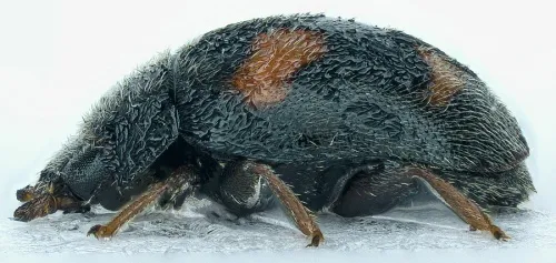 Nephus quadrimaculatus - photo 5