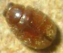 Little Brown Mealybug Destroyer