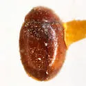 Little Brown Mealybug Destroyer - photo 2