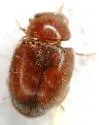 Little Brown Mealybug Destroyer - photo 3